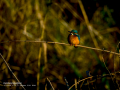 Martín pescador común - Alcedo atthis - Blauet comú