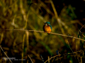 Martín pescador común - Alcedo atthis - Blauet comú