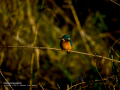 Martín pescador común - Alcedo atthis - Blauet comú