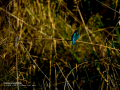 Martín pescador común - Alcedo atthis - Blauet comú