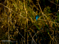 Martín pescador común - Alcedo atthis - Blauet comú