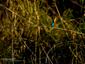 Martín pescador común - Alcedo atthis - Blauet comú