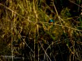Martín pescador común - Alcedo atthis - Blauet comú