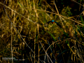 Martín pescador común - Alcedo atthis - Blauet comú