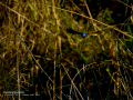 Martín pescador común - Alcedo atthis - Blauet comú