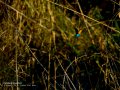 Martín pescador común - Alcedo atthis - Blauet comú