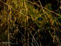 Martín pescador común - Alcedo atthis - Blauet comú