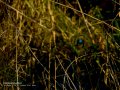 Martín pescador común - Alcedo atthis - Blauet comú