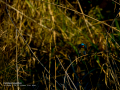 Martín pescador común - Alcedo atthis - Blauet comú