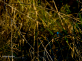 Martín pescador común - Alcedo atthis - Blauet comú