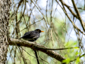 Mirlo - Turdus merula - Merla
