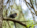 Mirlo - Turdus merula - Merla