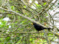Mirlo - Turdus merula - Merla