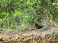 Mirlo - Turdus merula - Merla