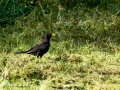 Mirlo - Turdus merula - Merla