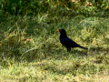 Mirlo - Turdus merula - Merla