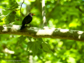 Mirlo - Turdus merula - Merla
