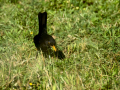 Mirlo - Turdus merula - Merla