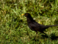Mirlo - Turdus merula - Merla