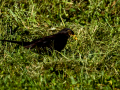 Mirlo - Turdus merula - Merla