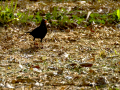 Mirlo - Turdus infuscatus - Merla