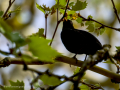 Mirlo - Turdus infuscatus - Merla