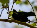 Mirlo - Turdus infuscatus - Merla