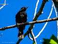 Mirlo - Turdus infuscatus - Merla