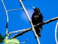 Mirlo - Turdus infuscatus - Merla