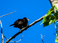 Mirlo - Turdus infuscatus - Merla