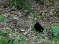 Mirlo - Turdus merula - Merla