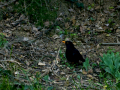 Mirlo - Turdus merula - Merla