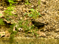 Mirlo - Turdus merula - Merla