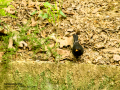 Mirlo - Turdus merula - Merla