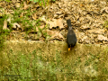 Mirlo - Turdus merula - Merla
