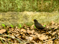 Mirlo - Turdus merula - Merla