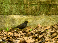 Mirlo - Turdus merula - Merla