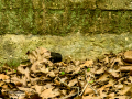 Mirlo - Turdus merula - Merla