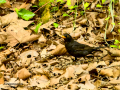 Mirlo - Turdus merula - Merla