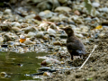 Mirlo - Turdus merula - Merla