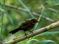Mirlo - Turdus merula - Merla