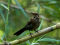Mirlo - Turdus merula - Merla