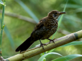 Mirlo - Turdus merula - Merla