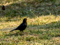 Mirlo - Turdus merula - Merla