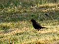 Mirlo - Turdus merula - Merla