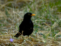 Mirlo - Turdus merula - Merla