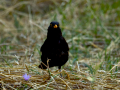 Mirlo - Turdus merula - Merla
