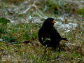 Mirlo - Turdus merula - Merla