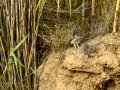 Mochuelo europeo - Athene noctua - Mussol comú