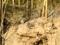 Mochuelo europeo - Athene noctua - Mussol comú